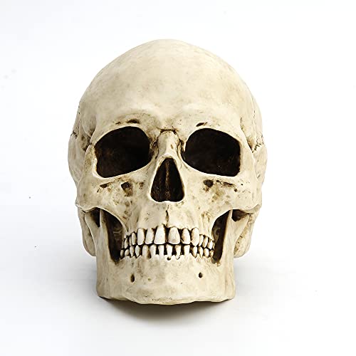 Unicorn Studio Veronese Design 6 1/4" Tall Human Skull Realistic Resin Sculpture