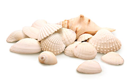 Hygloss Products Craft Shells ‚Äì Mixed Bucket O&