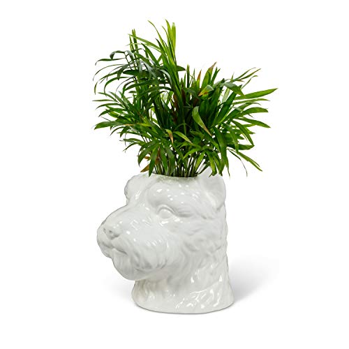 Abbott Collection  Home 27-MBF-701 Westie Dog Head Vase, White