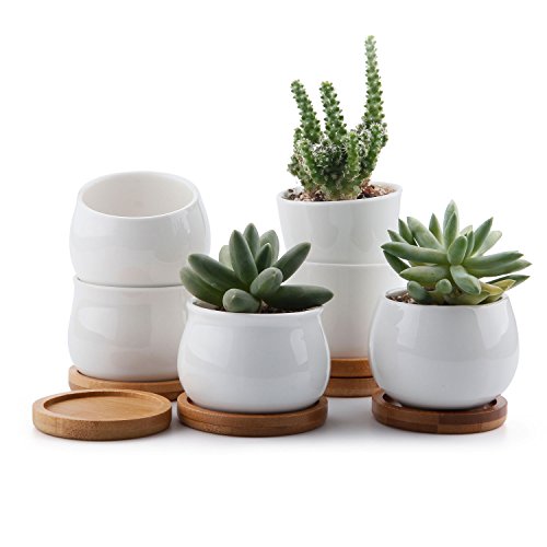 T4U 2.5 Inch Small White Succulent Planter Pots with Bamboo Tray Set of 6, Round Cactus Plant Holder Container for Home Office Table Desk Decoration Gift for Mom Aunt Sister Daughter Gardener
