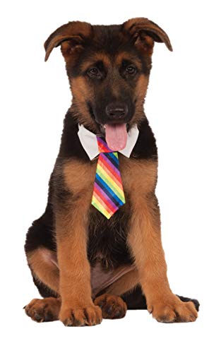 Rubies Rainbow Tie for Pet, Medium/Large