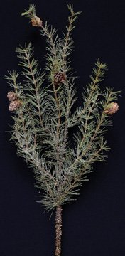 Snow Cypress Pine Spray with Pine Cones - 26"