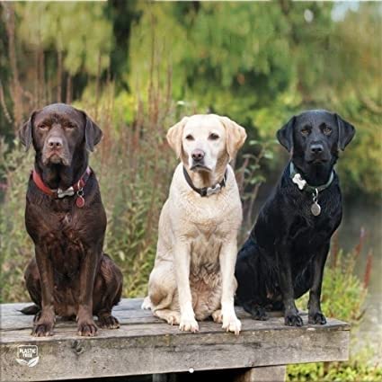 LANG Turner Photographic Labrador Retrievers 12X12 Photo Wall Calendar (24998940083)