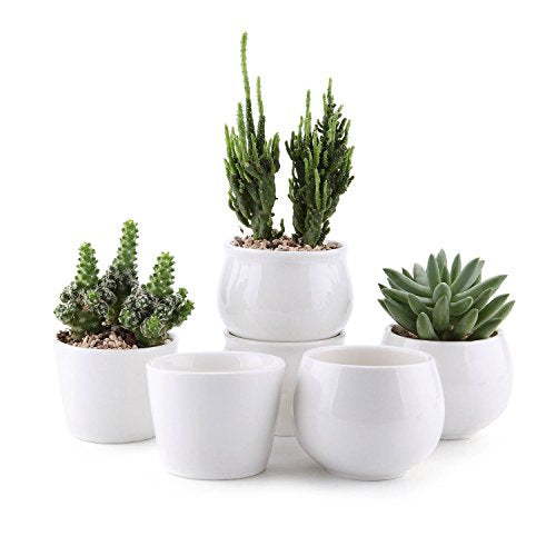 T4U Ceramic Succulent Pot White Set of 6, 2.5 Inch Cactus Plant Pot Succulent Plant Container Planter for Indoor Home Gardening Office Desktop Decoration