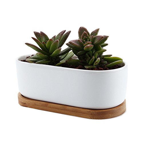 T4U 6.5 Inch Ceramic White Modern Oval Design Succulent Plant Pot/Cactus Plant Pot with Free Bamboo Tray