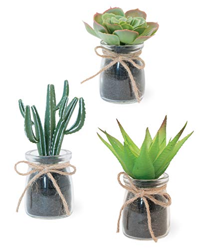 Boston International Bulk Decorative Cactus Glass Jar Plants, 36-Count, Assortment