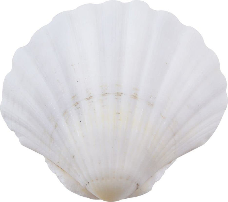 HS Seashells Irish Deep Shell 3.5-4"- 15 pieces