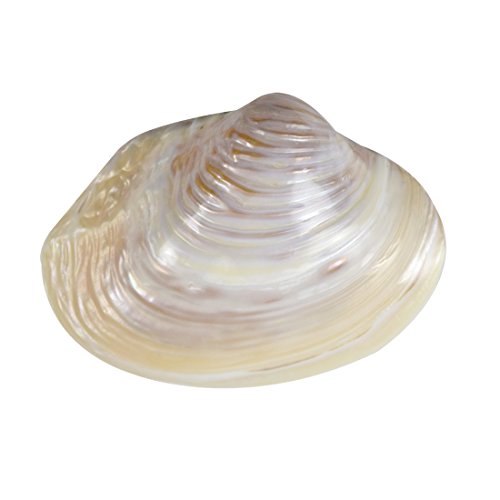 HS Seashells 2 Pink Mussel Shell 6-8" (Set of 2)