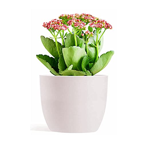 T4U 6 Inch Plant Pots for Indoor Plants - 6-Pack Plastic Self Watering Planter Small Flower Pot White, Decorative Nursery Planting Pot for Snake Plant, African Violet, Aloe and Most House Plants