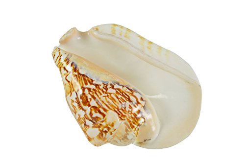 HS Seashells Broad Pacific Conch Decorative Shell Seashell - Polished 6" up Seashell Table Top Centerpiece, Nautical Home Decor, Big Sea Shells