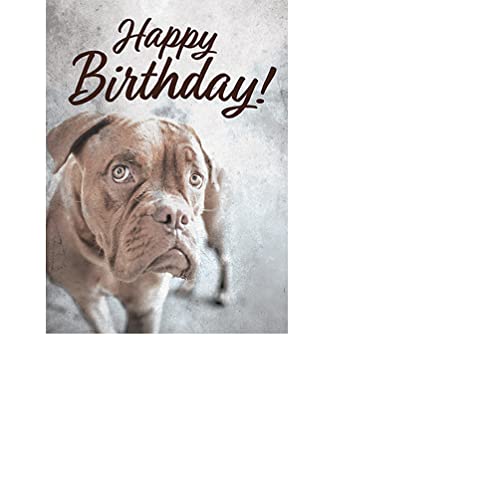 Carson Home 25062,"Happy Birthday" Humorous Greeting Card, 6.8 inches Height, Matte
