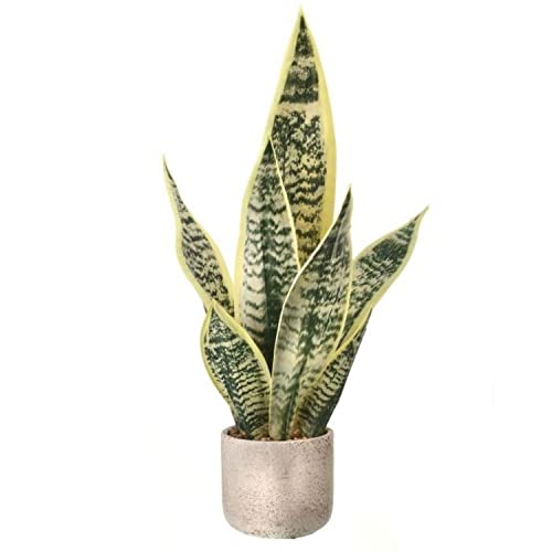 Regency International Artificial Plant Sanseveria Plant Artificial Plant, 21 Inches, Home Decor