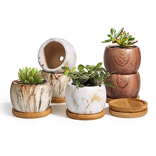 T4U Ceramic Succulent Pots 2.5 Inch Round Collection Set of 6 with Trays, Multi Color Small Succulent Planter with Drainage, Porcelain Herbs Cactus Container for Home and Office Decor