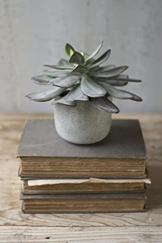 Kalalou CYF1177 7`` Succulent, See Image