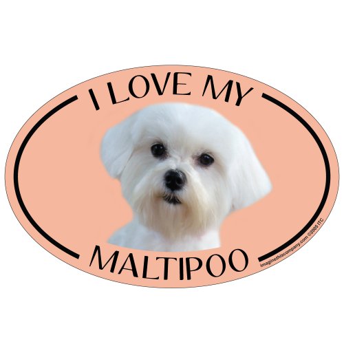 Imagine This Company Oval Magnet, I Love My Maltipoo