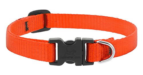 Lupine Pet Small Dog Collar 1/2" Wide Blaze Orange adjusts 8-12" Long