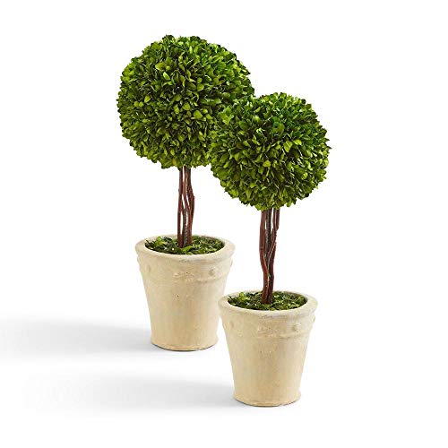Two's Company Set of 2 Preserved Boxwood Ball Topiary in Planter