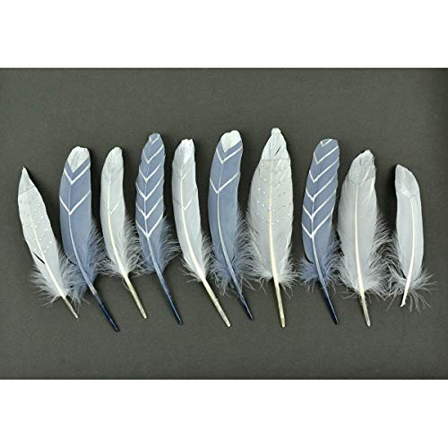 Midwest Design Imports Turkey Round Feather Assortment, 6-8", White, grey, silver