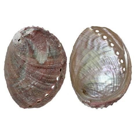 HS Seashells Rosa Abalone Shell 4-5", Craft Shells, Nautical Beach D√©cor