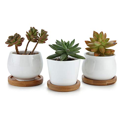 T4U 2.5 Inch Small White Succulent Planter Pots with Bamboo Tray Set of 3, Round Cactus Plant Holder Container for Home Office Table Desk Decoration Gift for Mom Aunt Sister Daughter Gardener