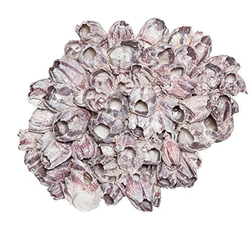 HS Seashells The Seashell Company Extra Large Barnacle Cluster 12-15 | Aquarium & Terrarium Ornament Piece for Decoration | Natural Purple Barnacle Cluster for Craft and Decor