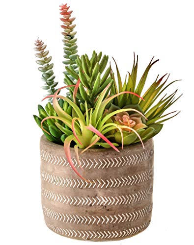 Regency International Mix Succulent, Pink/Green