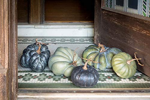 Park Hill Collection, Kentucky Field Pumpkin Collection, Set of 5