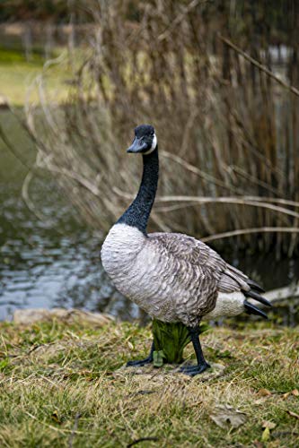 Hi Line Gift Standing Canada Goose Statue, Grey/Natural