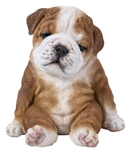 Hi Line Sitting Sleepy Bulldog Puppy