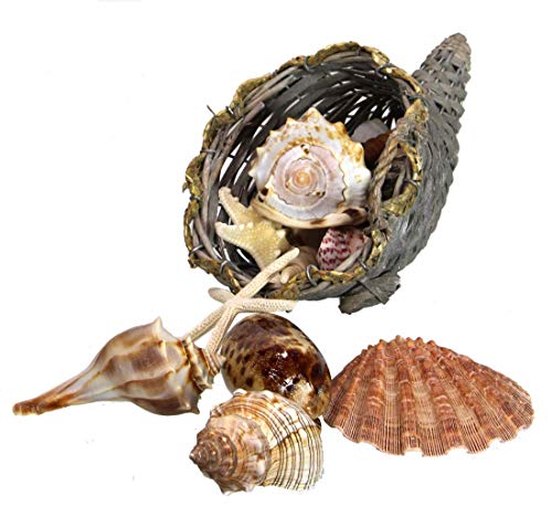 HS Seashells Cornucopia Basket - Seashell Harvest, Nautical Thanksgiving/Christmas Decor, Table Top Centerpiece, Wicker Cone & Natural Shells Decoration