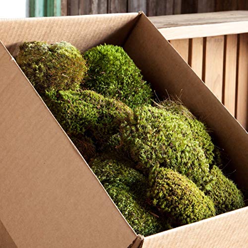 Park Hill Collection EBD81736 Mood Moss