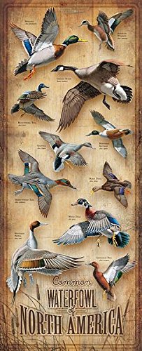 Wild Wings(MN) Common Waterfowl of North America 12" x 30" Wood Sign by David A. Maass