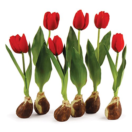 Napa Home & Garden Artificial Flowers, Conservatory Set of 6, Standing Tulip Bulbs Red