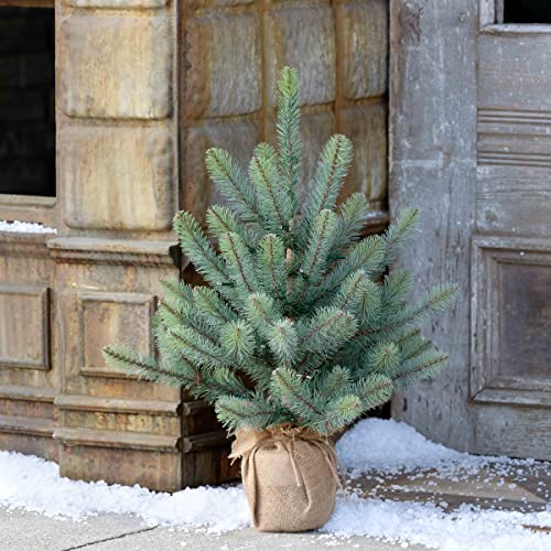 Park Hill Collection XPQ90691 Burlap Wrapped Blue Spruce Seedling with LED Battery Lights, 24-inch Height