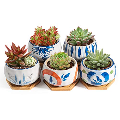 T4U Japanese Style 4.25 Inch Ceramic Bowl Shape Succulent Plant Pot with Bamboo Tray - Collection of 5