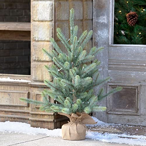 Park Hill Collection XPQ90690 Burlap Wrapped Blue Spruce Seedling with LED Battery Lights, 36-inch Height