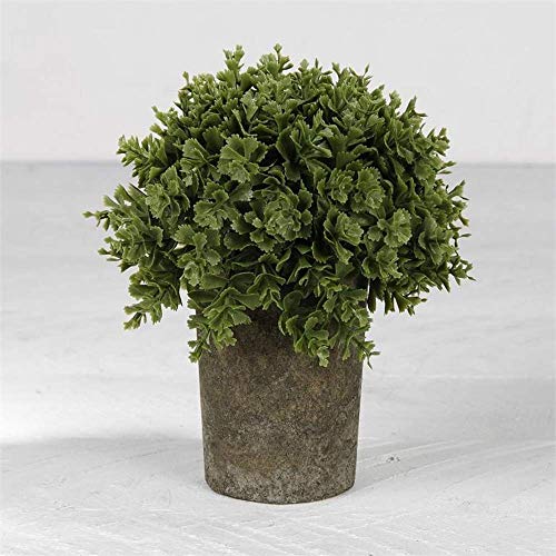 Blossom Bucket 201-70129 Round Succulent in Gray Skinny Pot, 5.5-inch Height