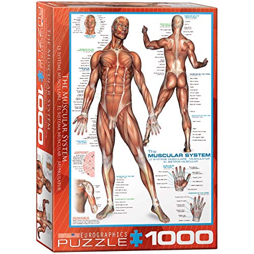 EuroGraphics Muscular System Puzzle (1000-Piece) (6000-2015)