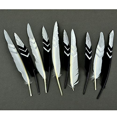 Midwest Design Imports Turkey Quills, 7-9", Black, White, Silver