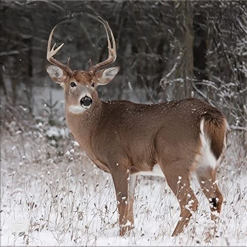 LANG Turner Photographic White Tailed Deer 12X12 Photo Wall Calendar (24998940059)