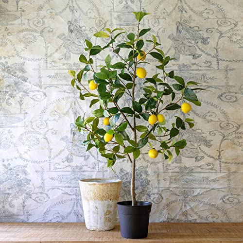 Park Hill Collection EBQ20702 Lemon Tree in Plastic Pot, 48-inch Height