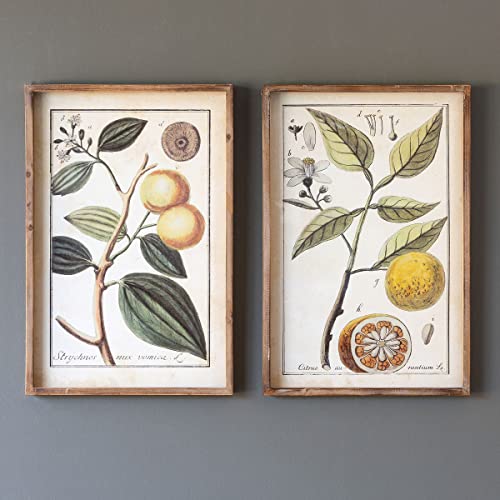 Park Hill Collections EWA00379 Botanical Study Citrus Prints, 23.75-inch Height, Set of 2