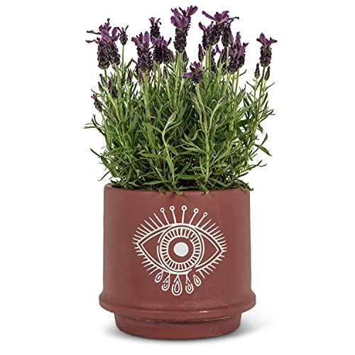 Abbott Collection  27-EYE-096-LG Large Eye Planter, Terracotta