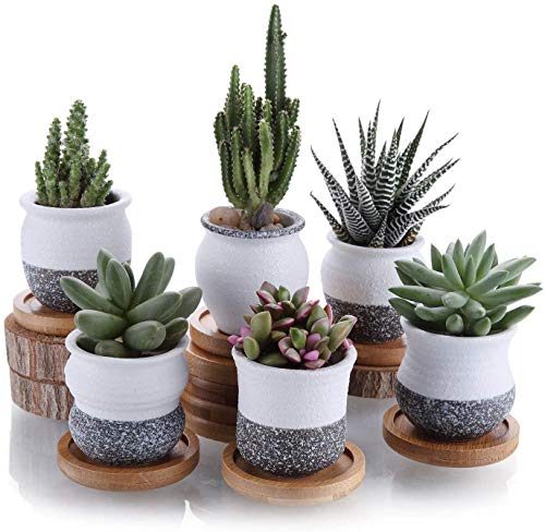 T4U Small Ceramic Succulent Planter Pots with Bamboo Saucer Set of 6-2.5 Inch Succulent Pots with Drainage Snowflakes Glazed Porcelain Handicraft as Gift for Mom Gardener Home Office Desk Decoration