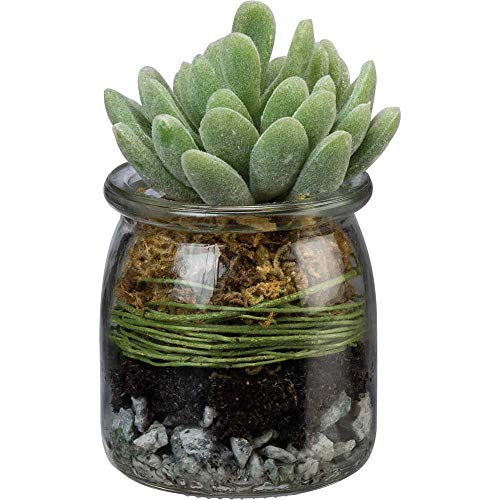 Primitives By Kathy Jar Jade Succulent
