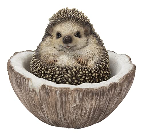 Hi Line Coconut Hedgehog