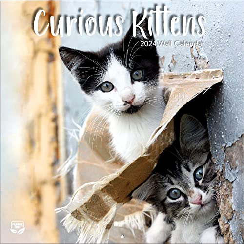 LANG Turner Photographic Curious Kittens 12X12 Photo Wall Calendar (24998940017)