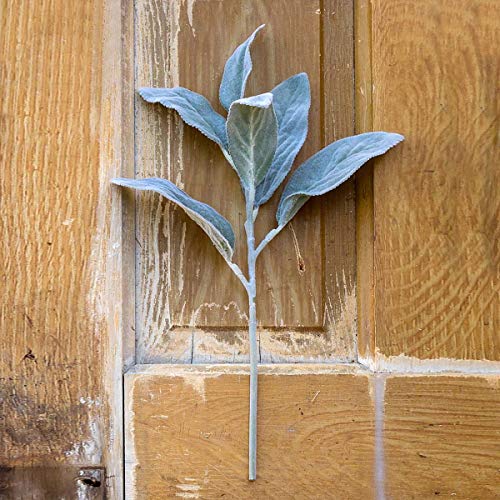 Park Hill Collection EBY80034 Lambs Ear, 18-inch Height