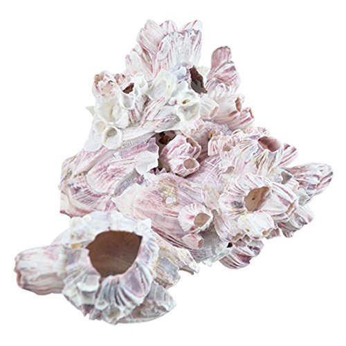 HS Seashells The Seashell Company Barnacle Cluster 7-9 | Aquarium & Terrarium Ornament Piece for Decoration | Natural Purple Barnacle Cluster for Craft and Decor
