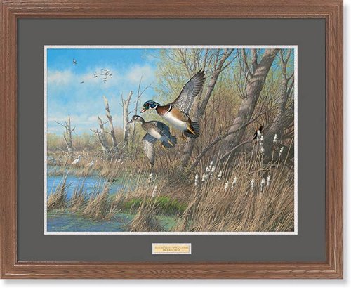 Wild Wings(MN) Sunday's Best - Wood Ducks GNA Premium Framed Print by Michael Sieve
